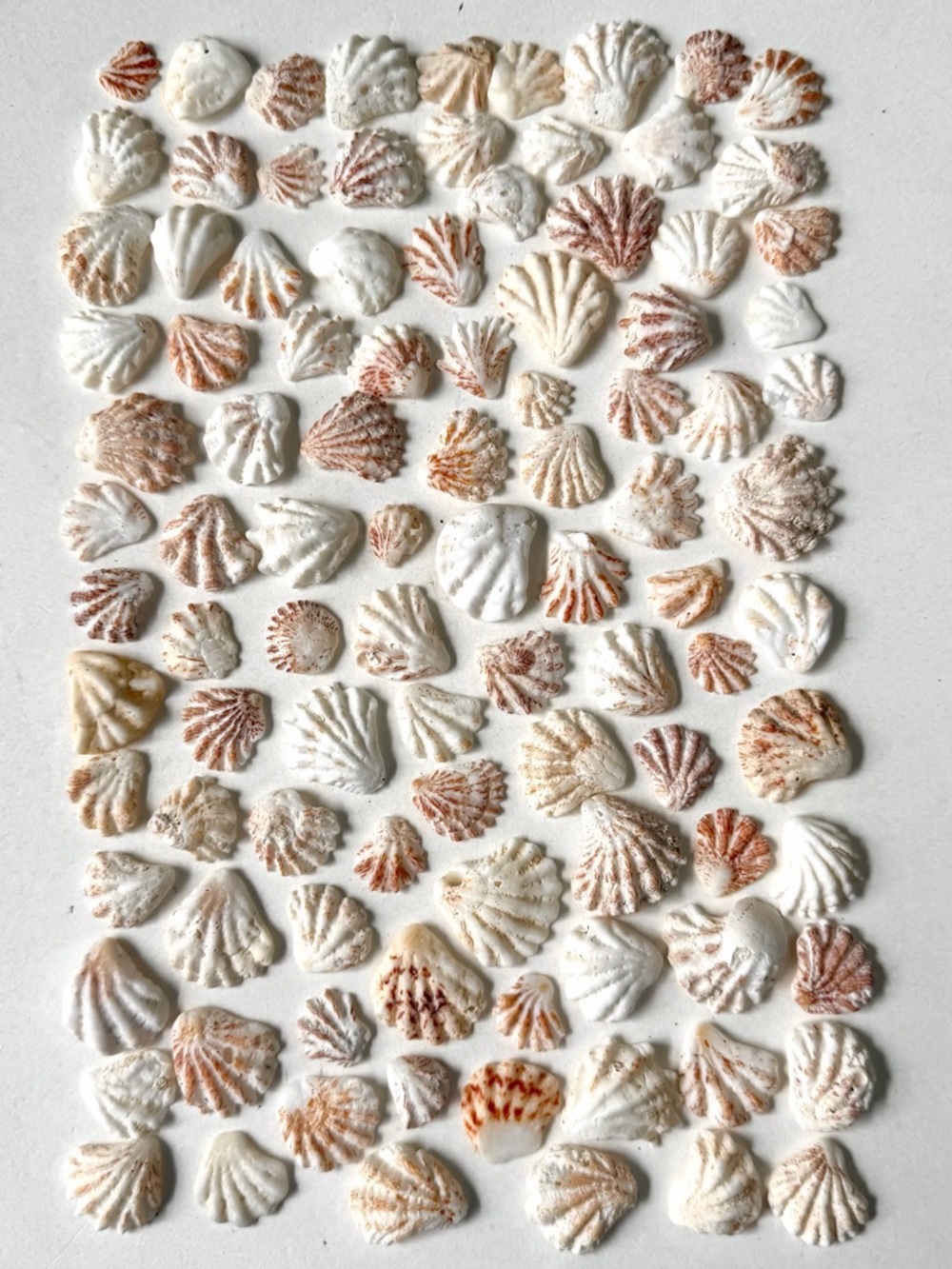 Seashells 100 Kitten Paws Shells 1/2” to 1” Natural Beach Arts Crafts Decor
